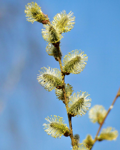 Willow flower distillate