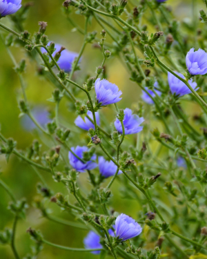 Chicory distillate