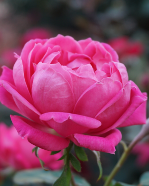 Rose distillate